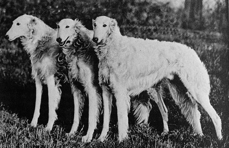 The Demise of Big Kennels